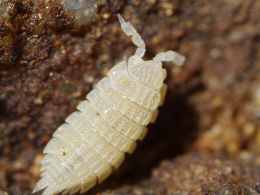 Piccolo onisco bianco, quale Platyarthrus?